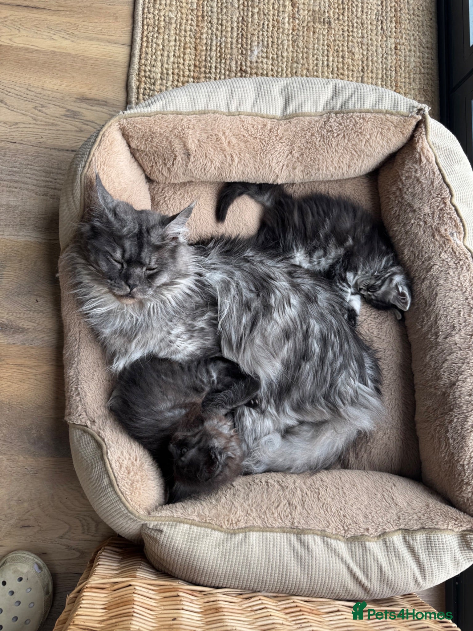 Maine Coon cats Full pedigree Maine coon boy kittens for sale - Advert 1