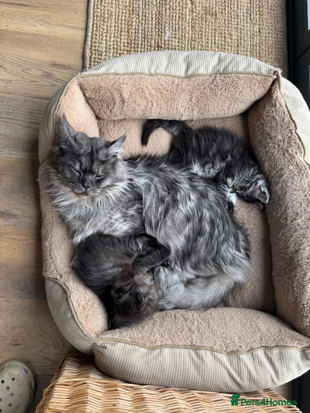 Maine Coon cats for sale: Full pedigree Maine coon boy kittens for sale in Rochdale - Advert 1