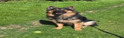 German Shepherd dogs for stud: Axel, German Shepherd🐾 - Advert 3