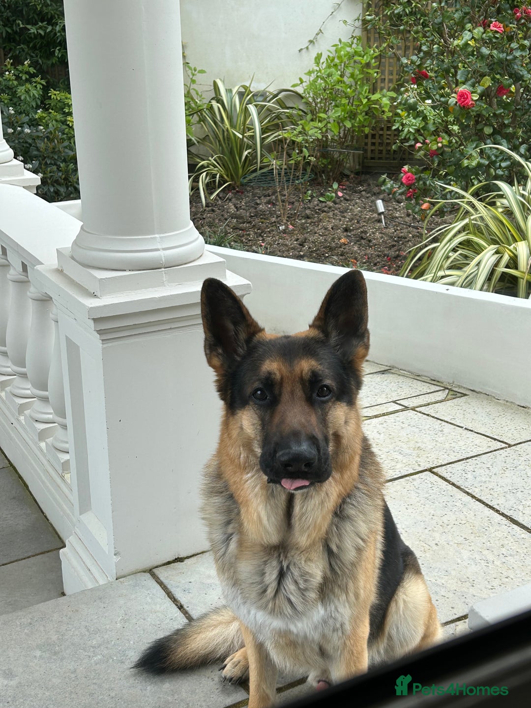 German Shepherd dogs for stud: Gorgeous Pure German Shepherd Stud - Advert 2