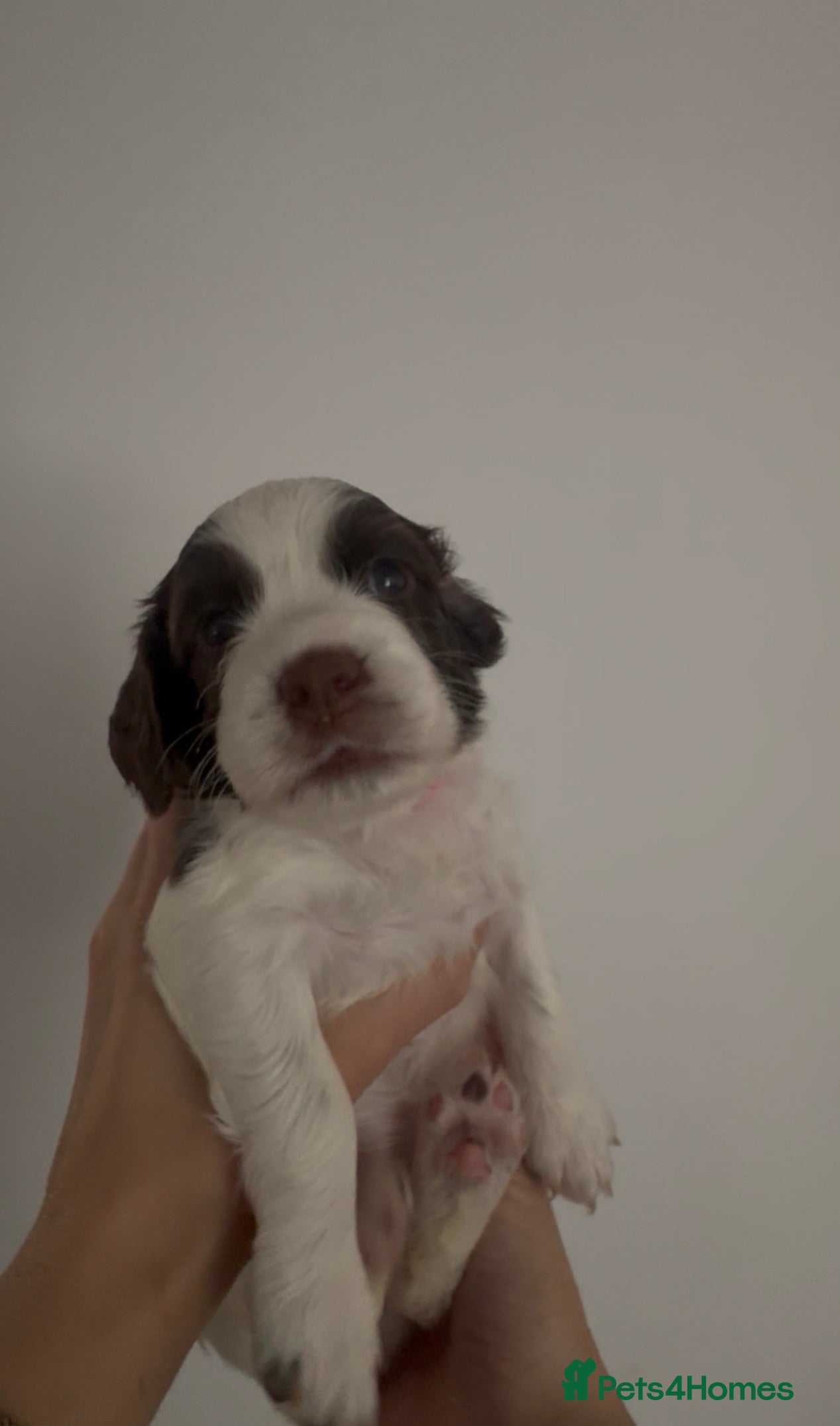 English Springer Spaniel dogs 4 weeks old🐶❤️AdorableSpringerSpanielPuppie 🐶❤️  - Advert 2