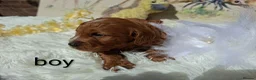 Cockapoo dogs for sale: Cockapoo Puppies PRA Clear! 262 DNA tests clear!KC - Advert 23