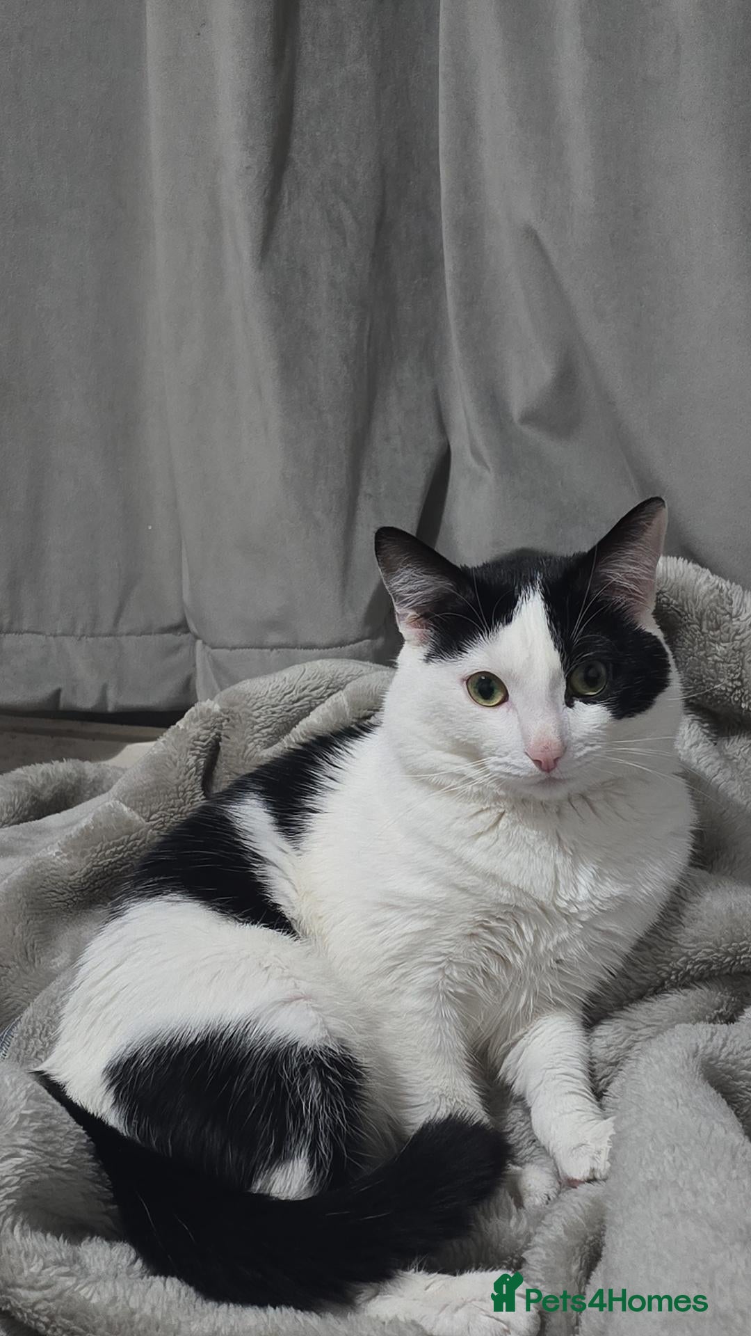 Domestic Shorthair cats for sale: Friendly 3-Year-Old Male Cat – Tom - Advert 9