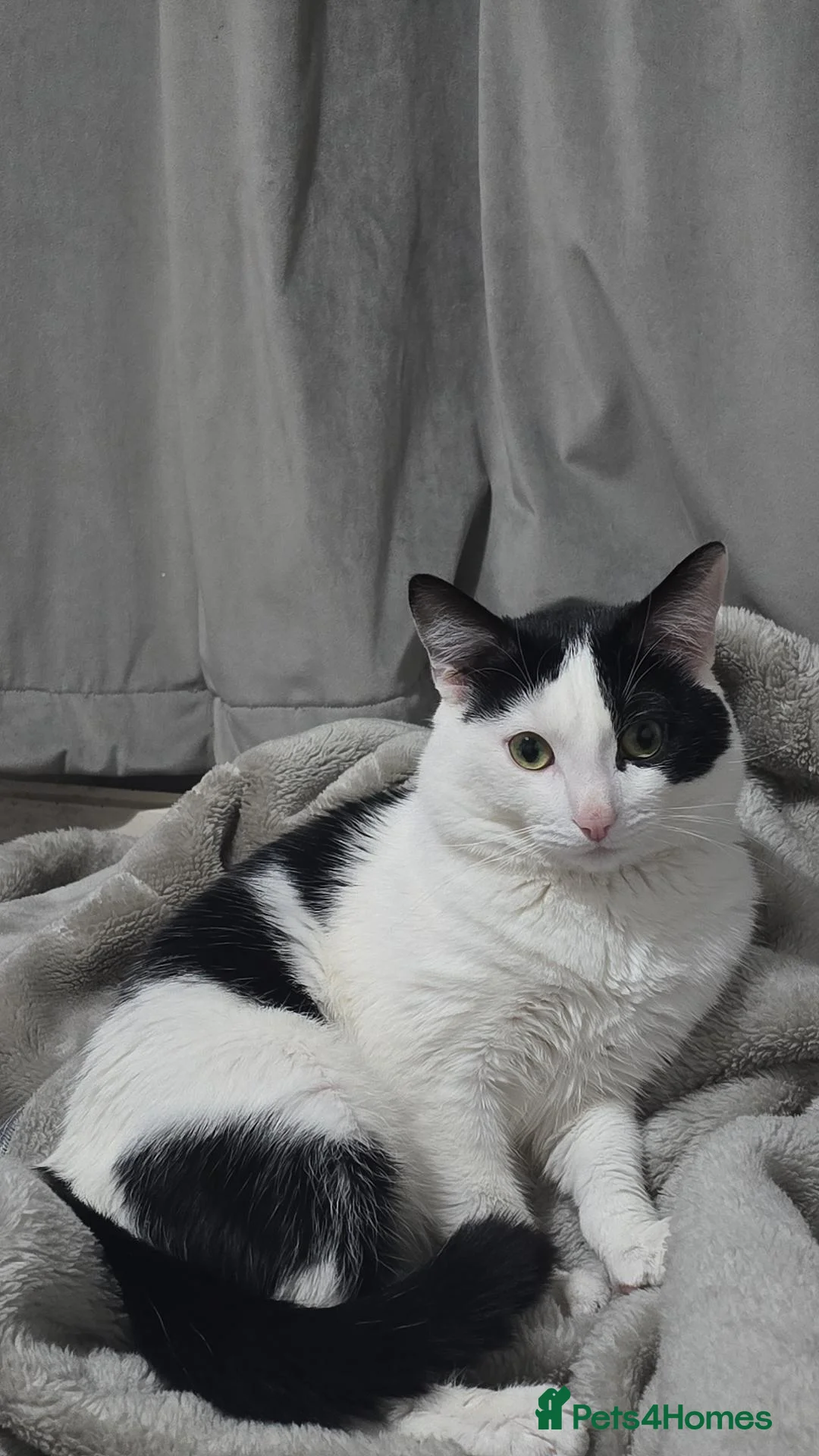 Domestic Shorthair cats for sale: Friendly 3-Year-Old Male Cat – Tom in Manchester - Advert 1