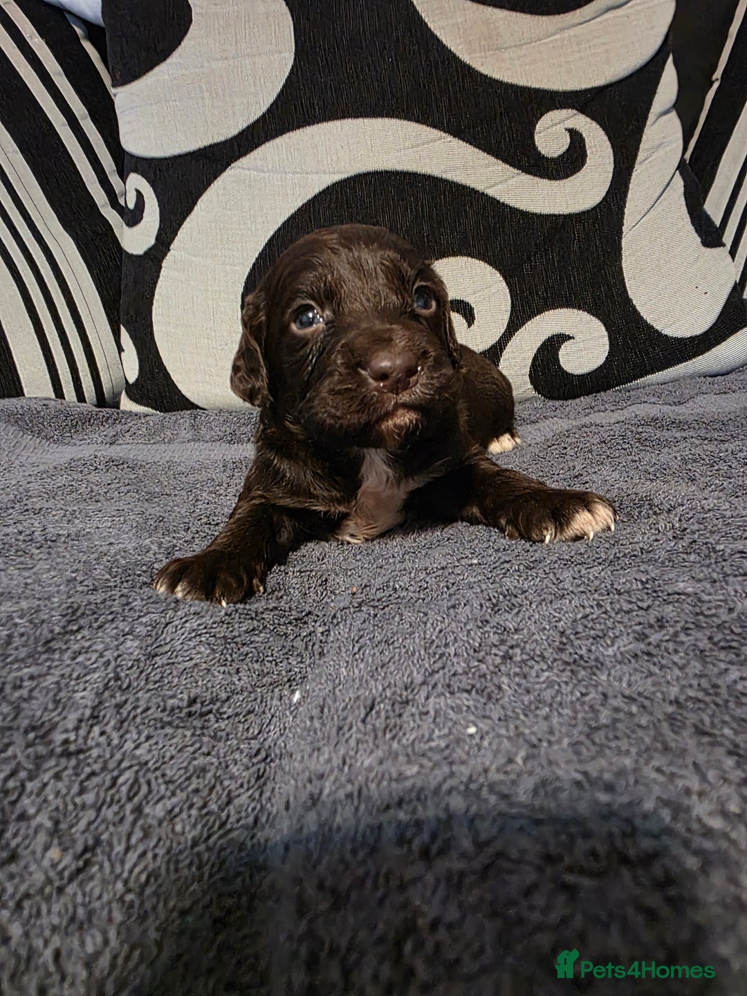 Cockapoo dogs for sale: F1B Cockapoo puppies - Advert 5