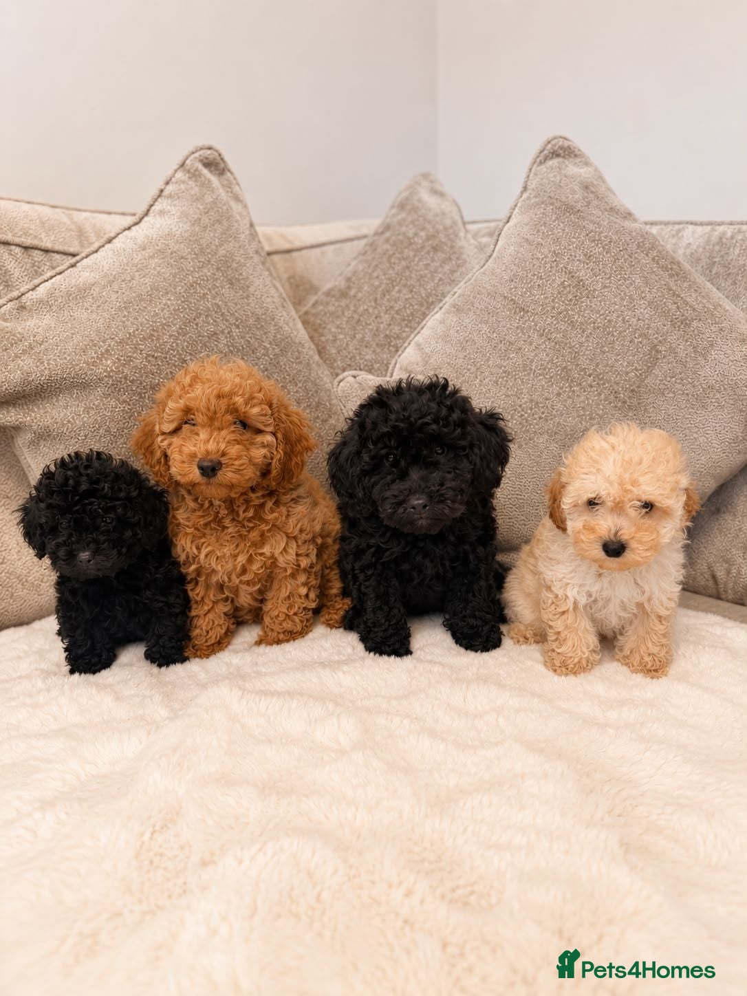 Toy Poodle dogs Toy poodle puppies  - Advert 1