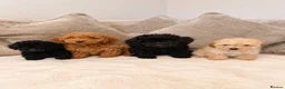 Toy Poodle dogs for sale: Toy poodle puppies  - Advert 1