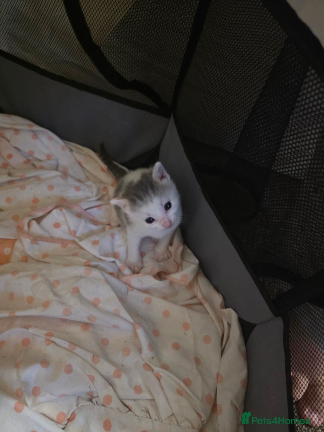 Mixed Breed cats for sale: Beutifull kittens  - Image 12