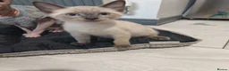 Mixed Breed cats for sale: Last boy ragdoll x sphynx  - Advert 25