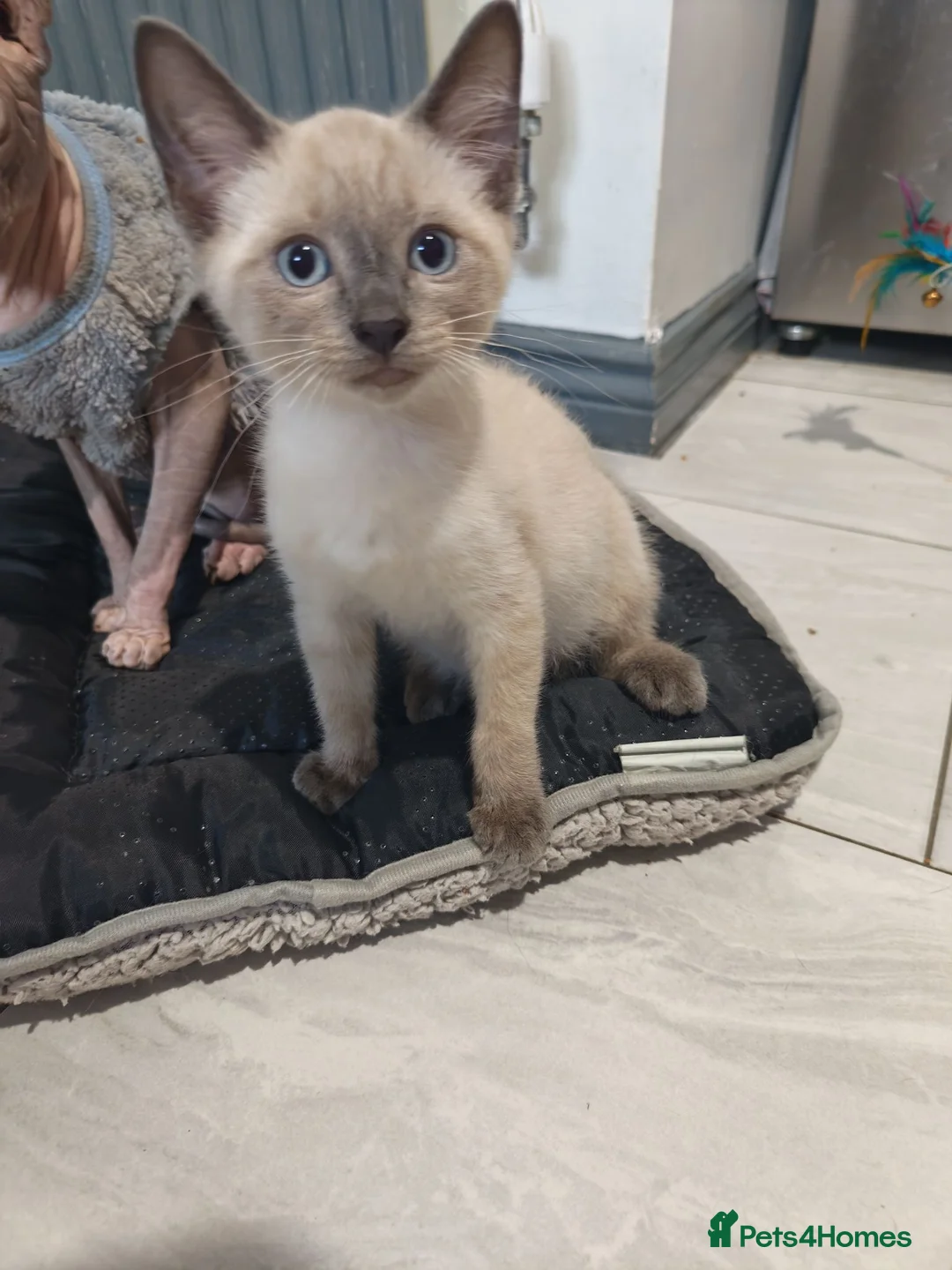 Mixed Breed cats for sale: Last boy ragdoll x sphynx  - Advert 25
