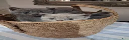 British Shorthair cats for sale: 2x Gccf female British short hair ready to leave  - Advert 24