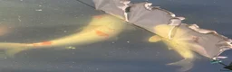 Koi Carp fish for sale: Adult koi carp - Advert 12