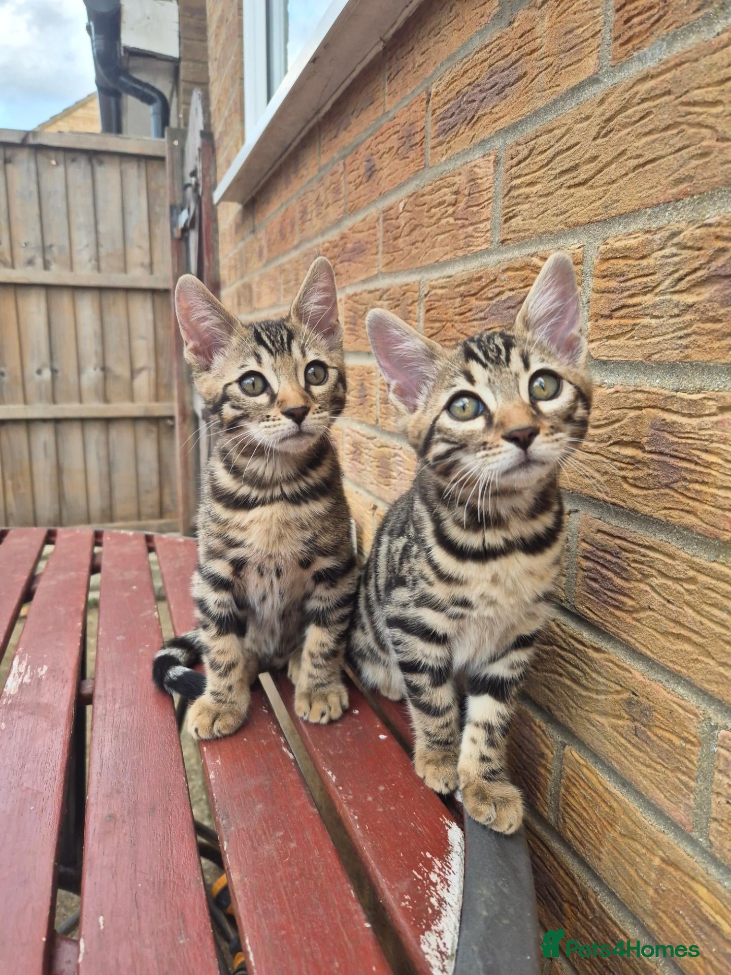 Bengal cats Brown Charcoal Bengals – Girl & Boy – Reserve🥰 - Advert 2