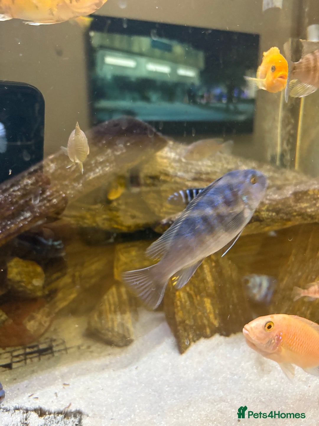 Cichlids fish for sale: Malawi cichlids for sale  - Advert 4