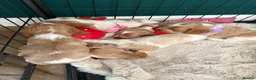 Cocker Spaniel dogs for sale: KC Reg, Show Cocker Spaniel pups, 100% clear - Advert 7