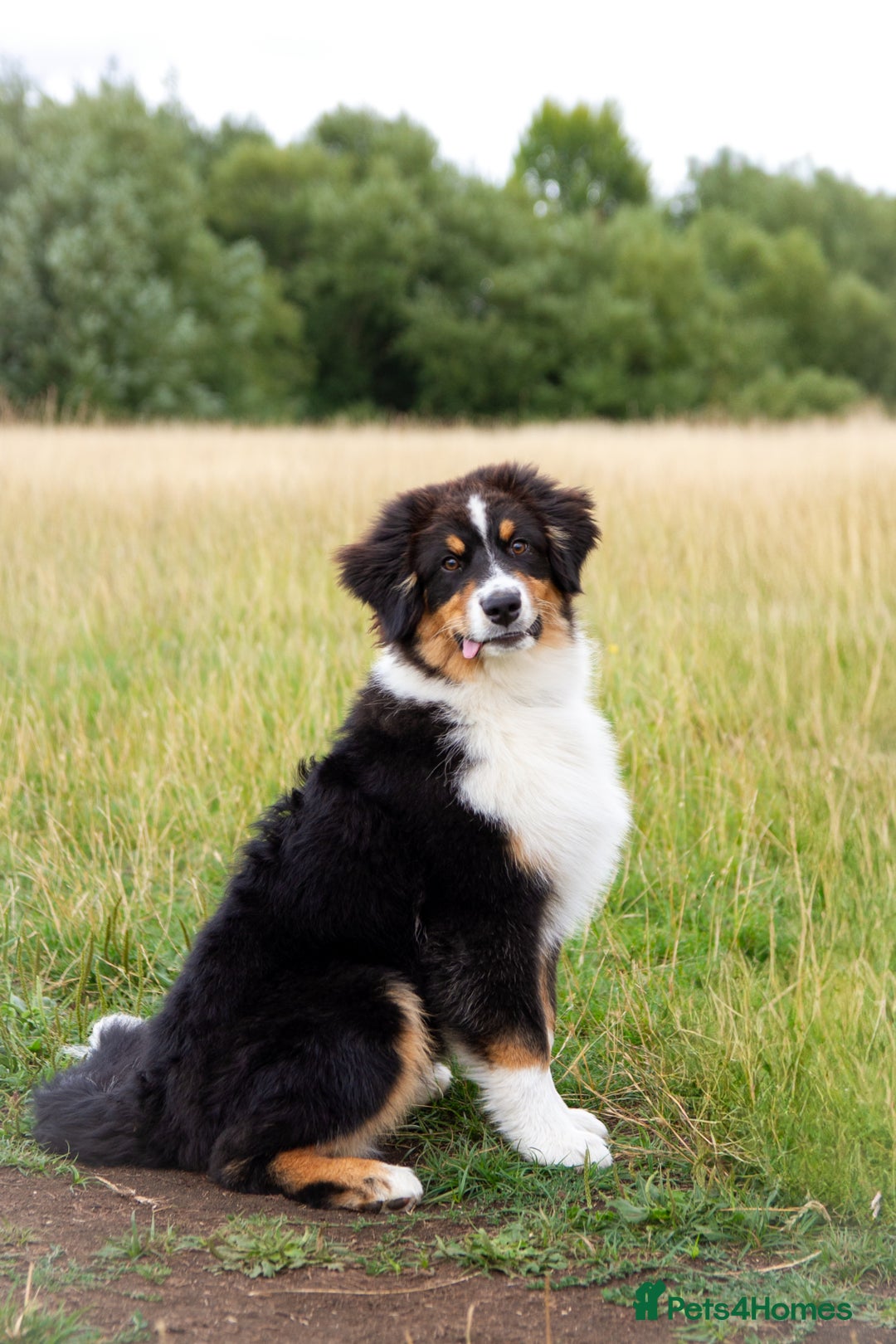 Australian Shepherd dogs for sale: Black Tri Aussie Boy in Abingdon - Image 8