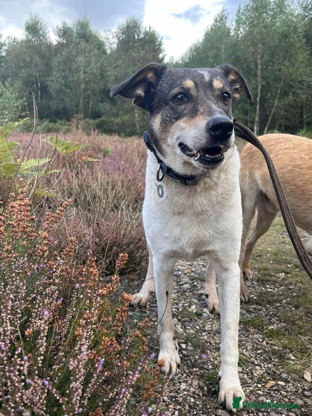 Mixed Breed dogs for adoption: Benjamin - Norwich Norfolk  in Norwich - Advert 12