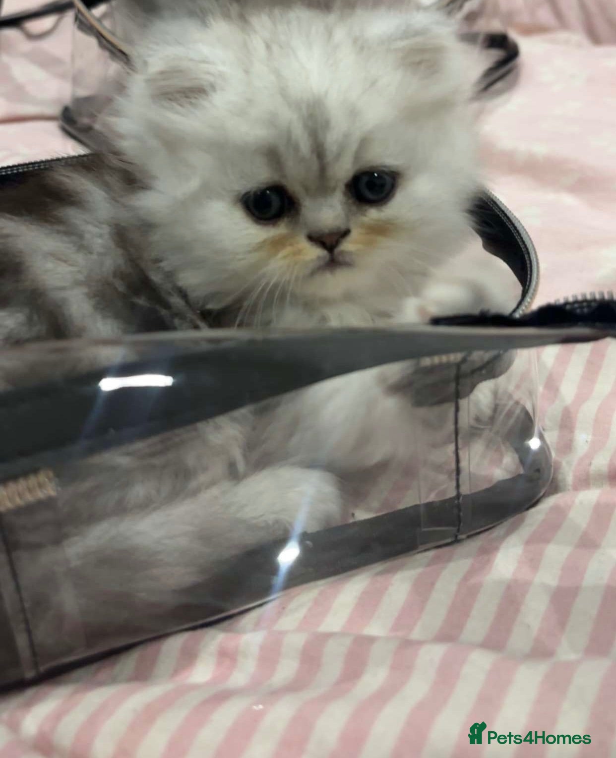 Persian cats Full pedigree silver shaded Persian kittens  - Advert 1