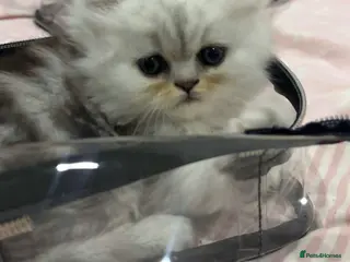 Persian cats Full pedigree silver shaded Persian kittens - Advert 1