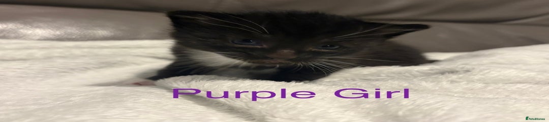 Mixed Breed Kitten 5