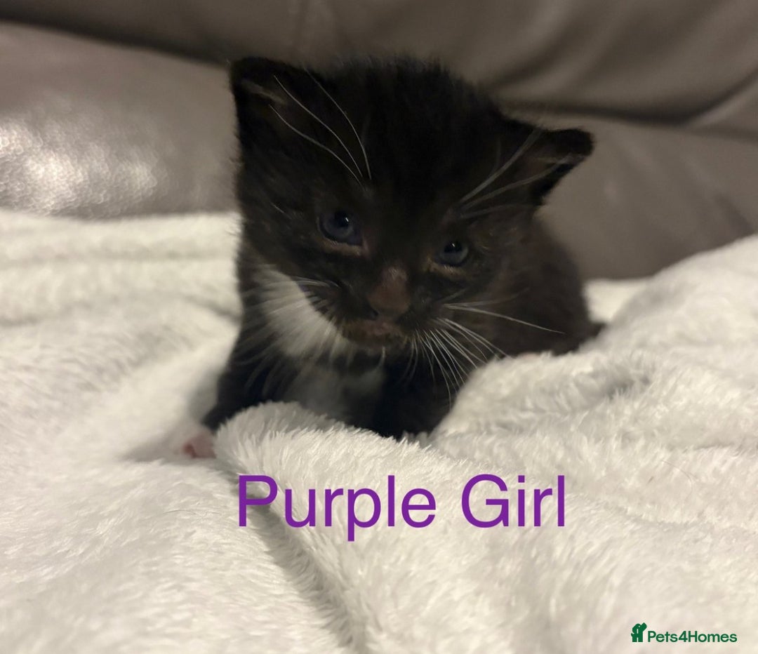 Mixed Breed cats for sale: Only Two Adorable Kittens Left! - Image 8