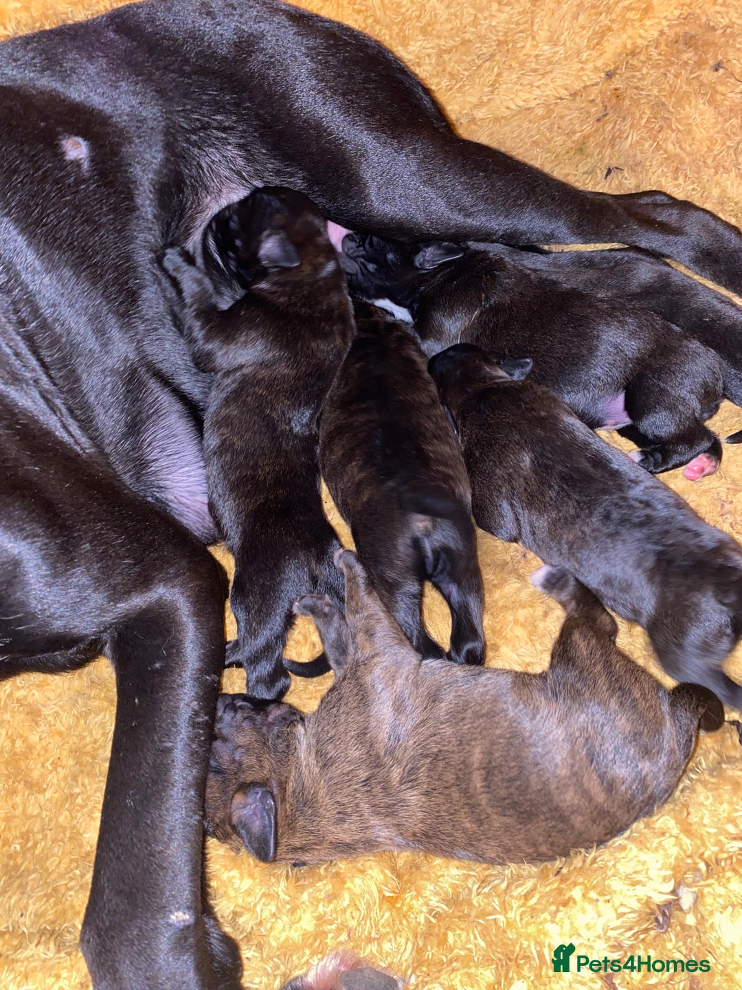 Mixed Breed dogs for sale: 🤩 mum kc boxer dad mini boxer 5 pups rare 🤩 - Advert 16