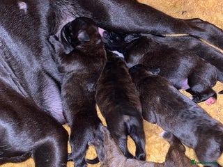 Mixed Breed dogs 🤩 mum kc boxer dad mini boxer 5 pups rare 🤩 - Advert 1