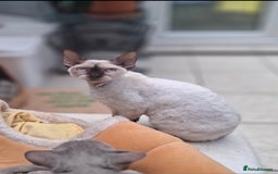 Devon Rex cats for sale: Devon Rex adults  - Advert 3