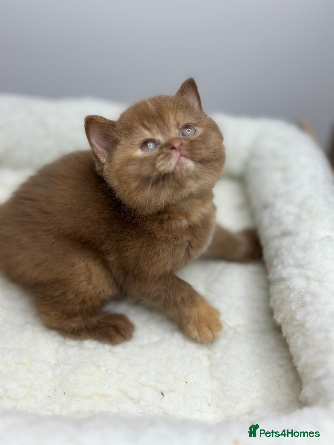 British Shorthair cats for sale: TICA, Exceptional line, BSH and BLH kittens🐾 - Advert 5