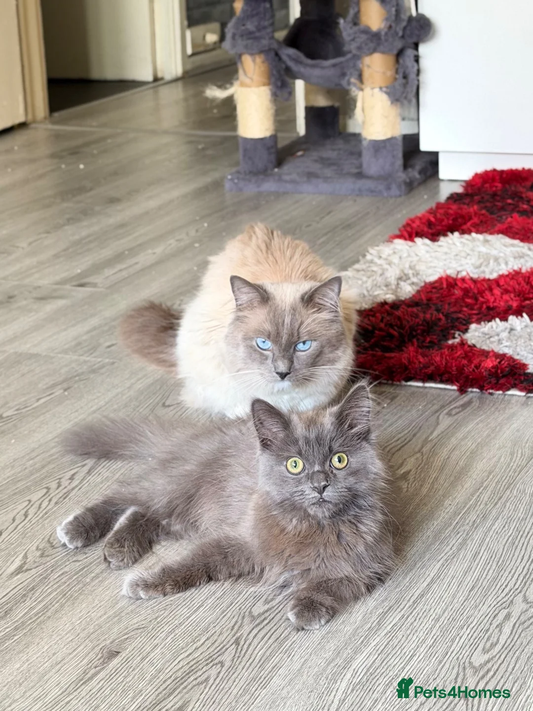 Ragdoll cats for sale: Ragdol British shorthair  in Preston - Advert 2