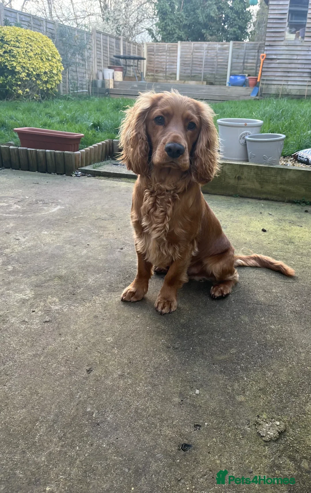 Cocker Spaniel dogs Mixed working / show cocker spaniel - Advert 10