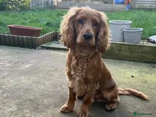Cocker Spaniel dogs Mixed working / show cocker spaniel - Advert 10