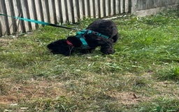 Cockapoo dogs for sale: Amazing handsome Cockerpoo pup - Image 5