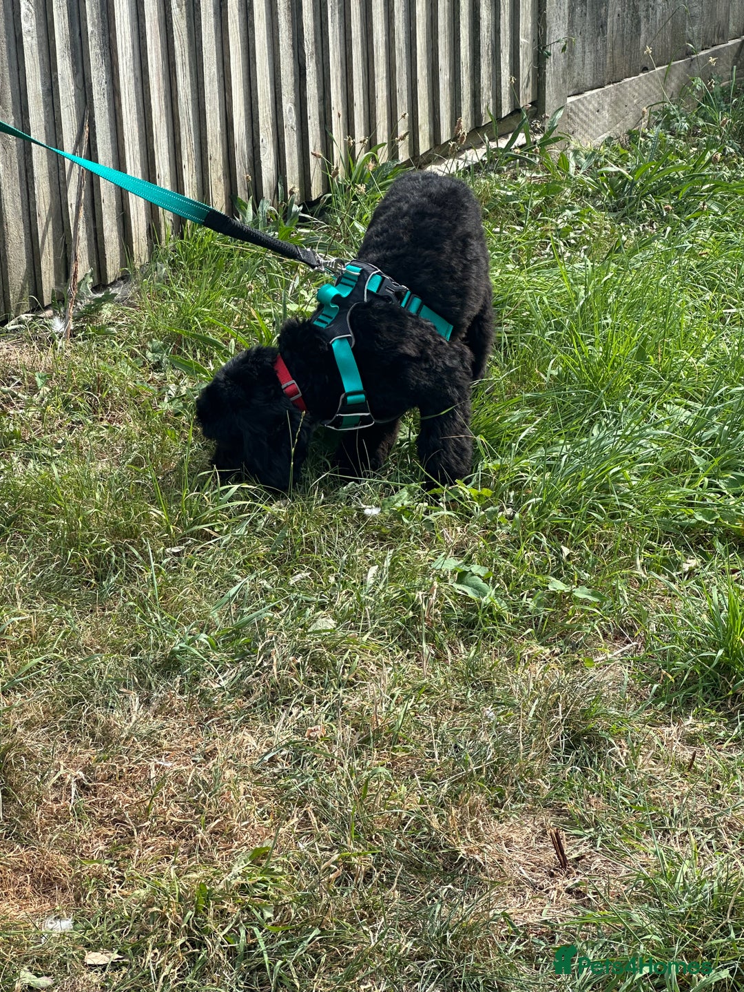 Cockapoo dogs for sale: Amazing handsome Cockerpoo pup - Image 5