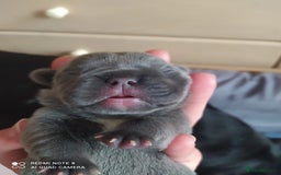 French Bulldog dogs for sale: KC French Bulldog girls puppies pure blue - Image 3