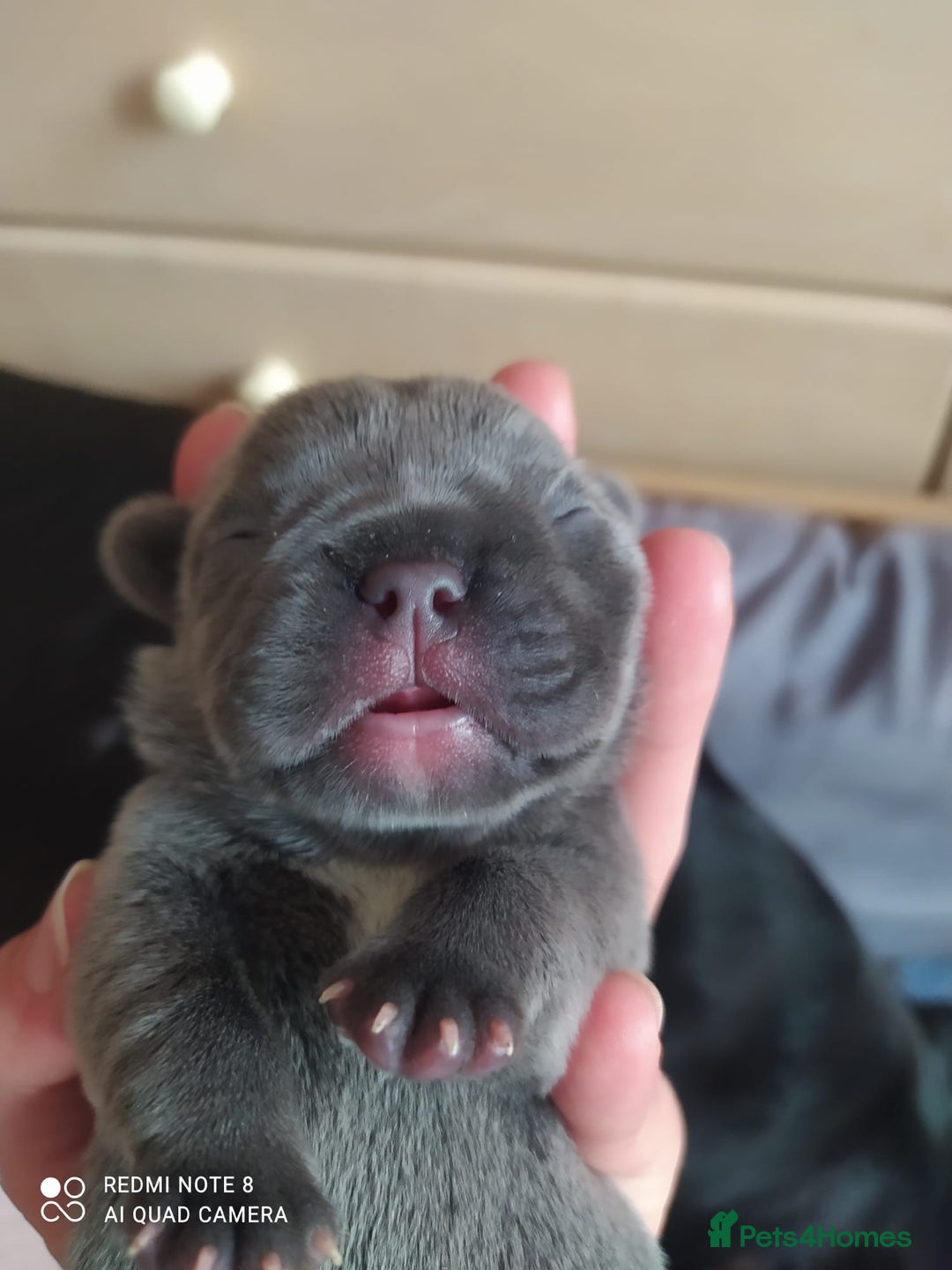 French Bulldog dogs for sale: KC French Bulldog girls puppies pure blue - Image 3