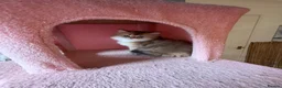 British Longhair cats for sale: GOLDEN BRITISH LONG HAIR KITTENS  - Advert 8