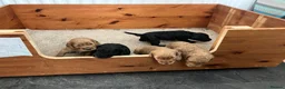 Mixed Breed dogs for sale: Cockapoo/ Sproodle Puppies (NOT READY YET)  - Advert 4
