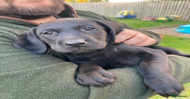 Labrador Retriever dogs - Advert 1