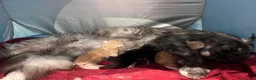 Maine Coon cats for sale: Polydactyl and non poly ready to reserve  - Advert 14