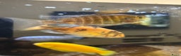 Cichlids fish for sale: Malawi cichlids for sale  - Advert 2