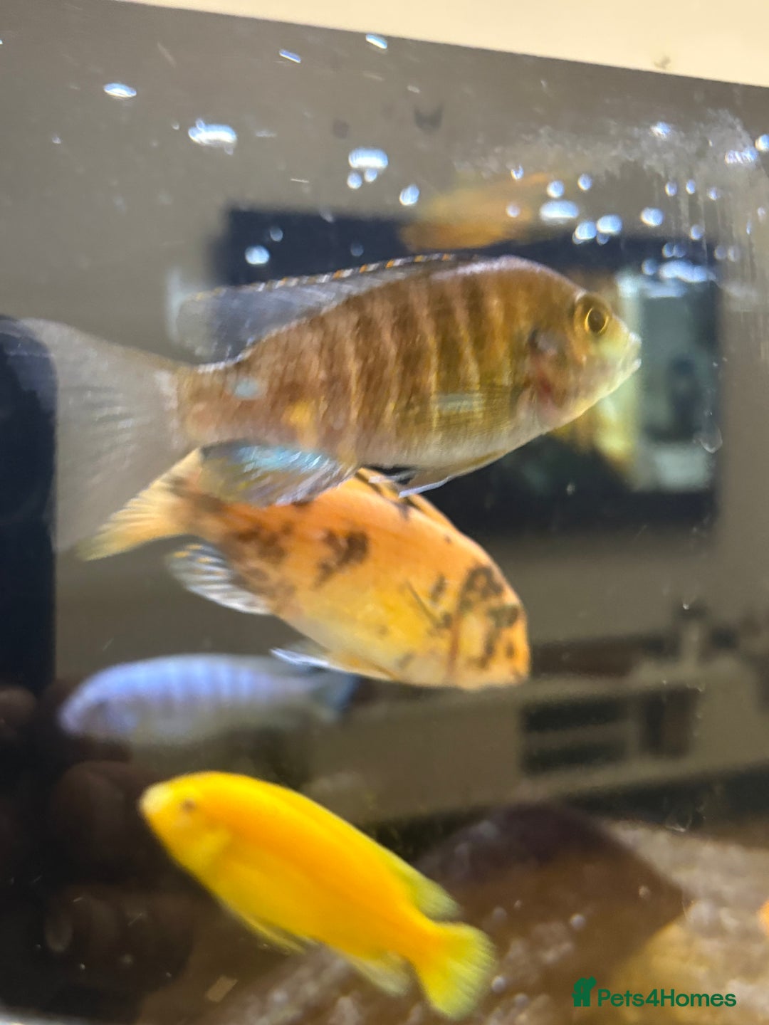Cichlids fish for sale: Malawi cichlids for sale  - Advert 2