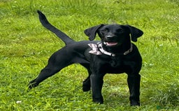 Hungarian Vizsla dogs for sale: Vizlador Female 10 months old  - Image 1