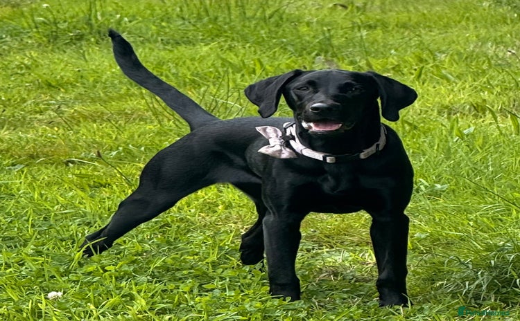 Hungarian Vizsla dogs - Advert 1