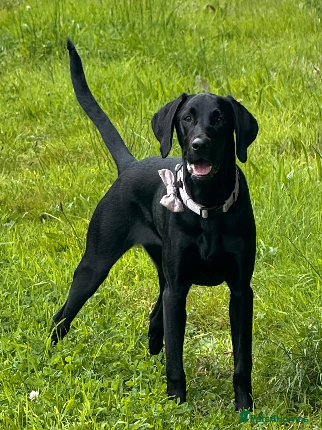 Hungarian Vizsla dogs for sale: Vizlador Female 10 months old  - Image 1