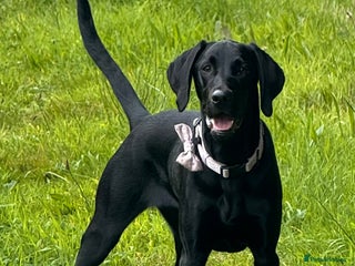 Hungarian Vizsla dogs - Advert 9