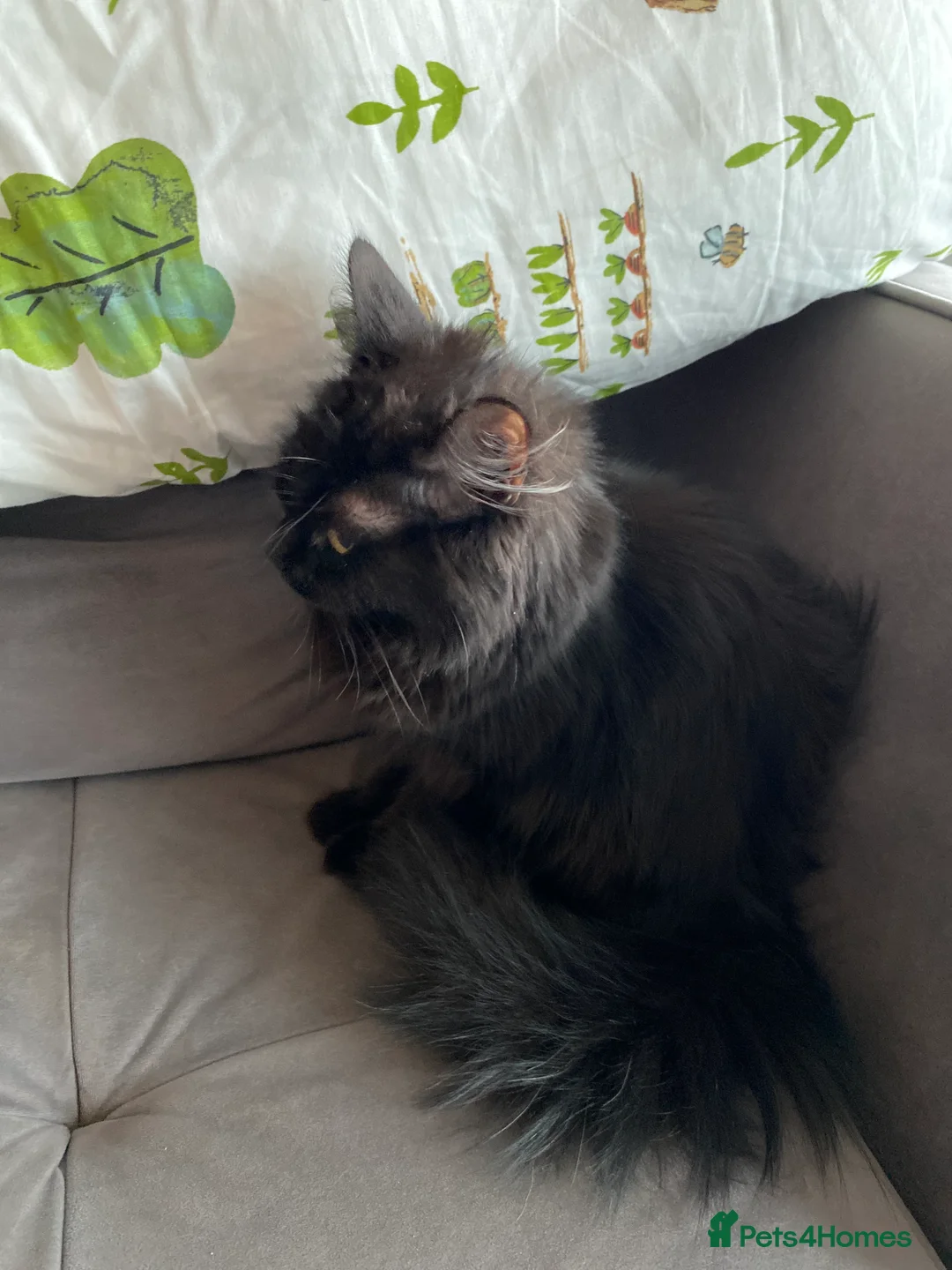 Mixed Breed cats for sale: Fluffy black & brown sweet princess  - Advert 5