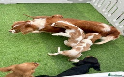 Cavalier King Charles Spaniel dogs for sale: Cavalier King Charles Spaniel Puppies ready now!!! - Image 2