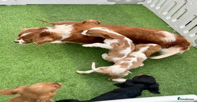 Cavalier King Charles Spaniel dogs - Advert 5