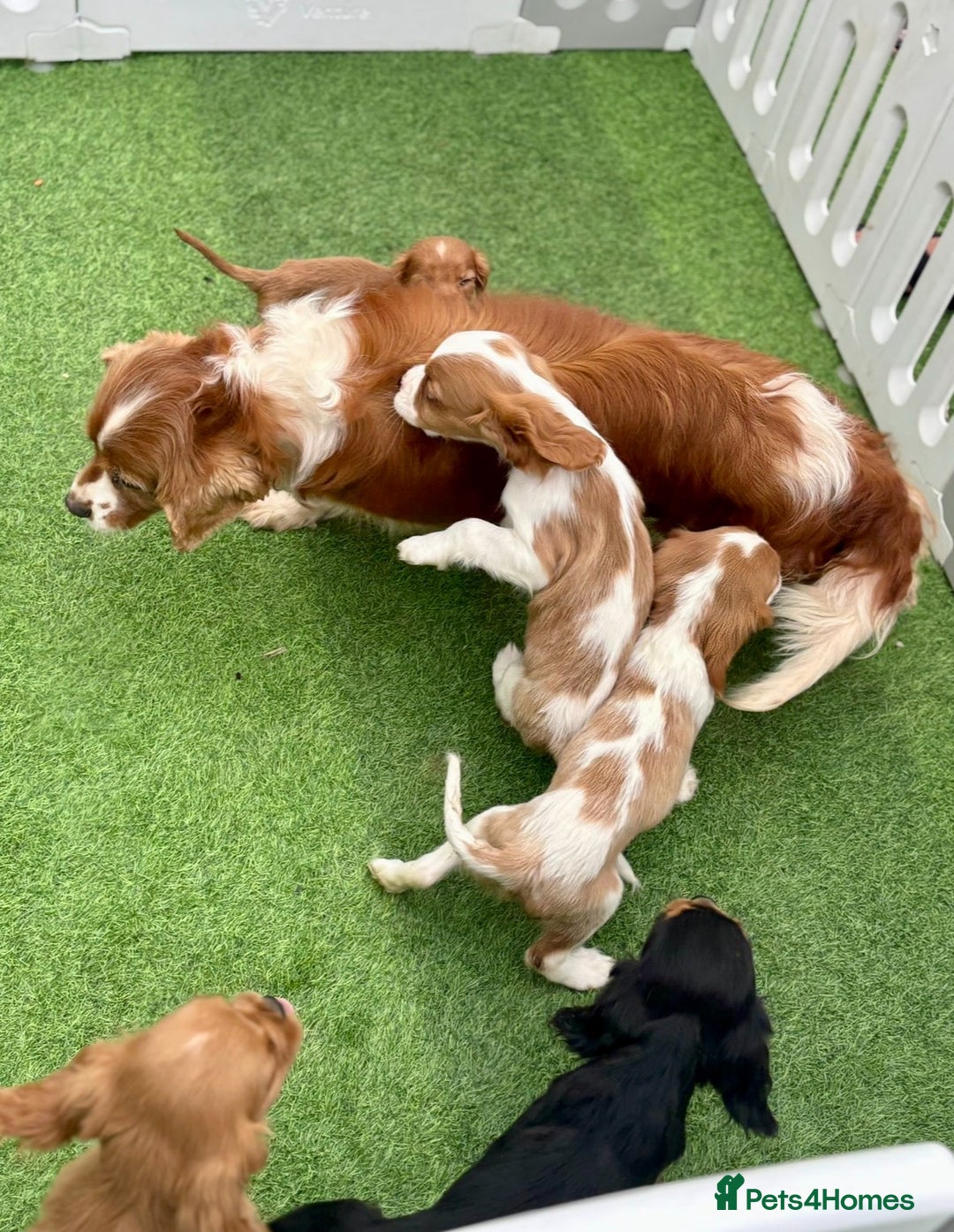 Cavalier King Charles Spaniel dogs for sale: Cavalier King Charles Spaniel Puppies ready now!!! - Image 2